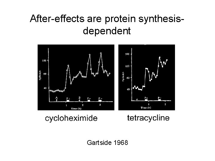 After-effects are protein synthesisdependent Gartside 1968 