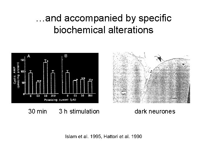 …and accompanied by specific biochemical alterations 30 min 3 h stimulation dark neurones 