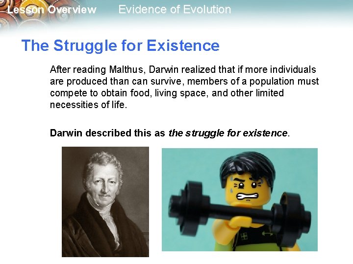 Lesson Overview Evidence of Evolution The Struggle for Existence After reading Malthus, Darwin realized