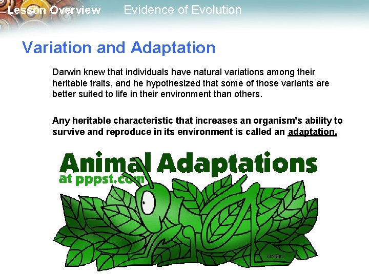 Lesson Overview Evidence of Evolution Variation and Adaptation Darwin knew that individuals have natural