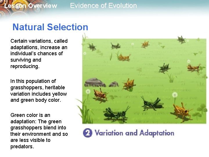 Lesson Overview Evidence of Evolution Natural Selection Certain variations, called adaptations, increase an individual’s