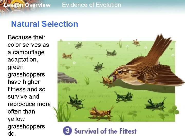 Lesson Overview Evidence of Evolution Natural Selection Because their color serves as a camouflage