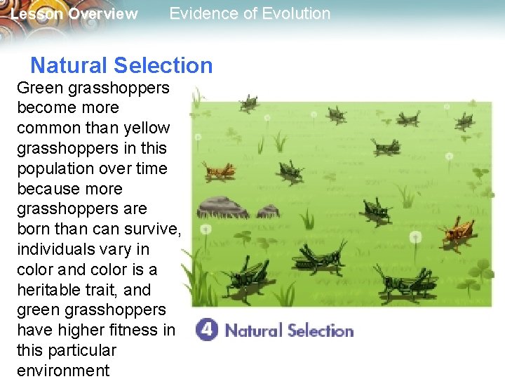 Lesson Overview Evidence of Evolution Natural Selection Green grasshoppers become more common than yellow