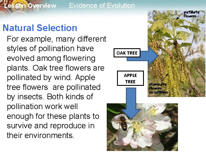 Lesson Overview Evidence of Evolution Natural Selection For example, many different styles of pollination
