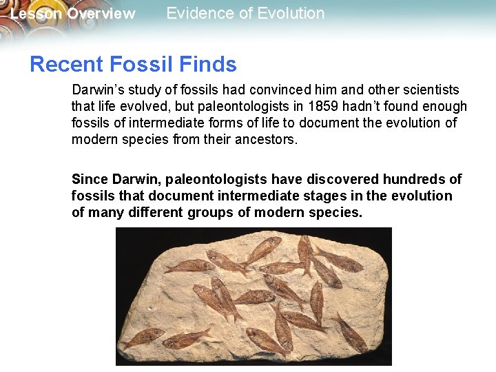 Lesson Overview Evidence of Evolution Recent Fossil Finds Darwin’s study of fossils had convinced