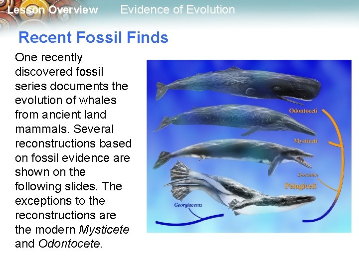 Lesson Overview Evidence of Evolution Recent Fossil Finds One recently discovered fossil series documents