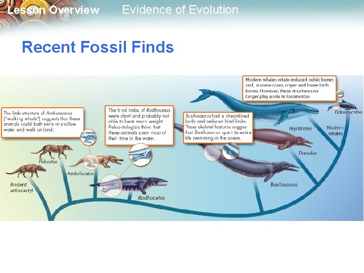 Lesson Overview Evidence of Evolution Recent Fossil Finds 