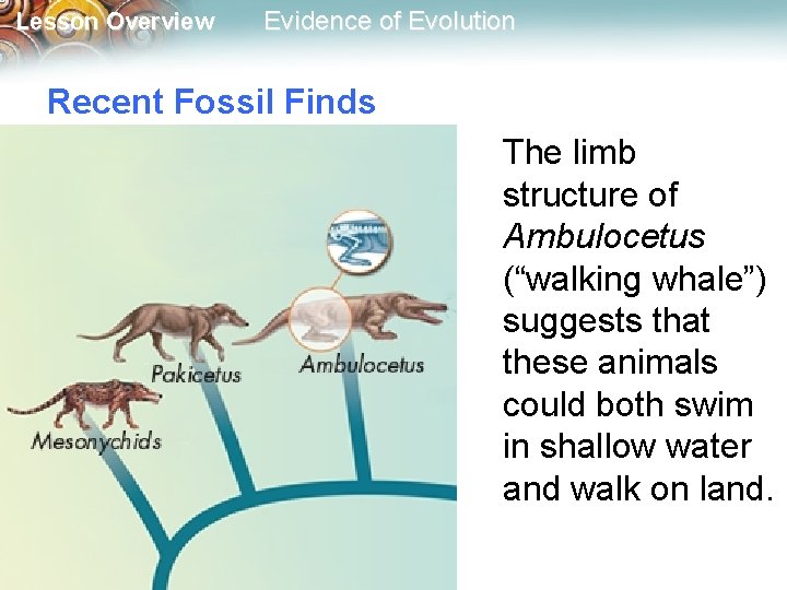 Lesson Overview Evidence of Evolution Recent Fossil Finds The limb structure of Ambulocetus (“walking