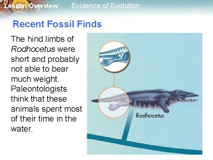 Lesson Overview Evidence of Evolution Recent Fossil Finds The hind limbs of Rodhocetus were