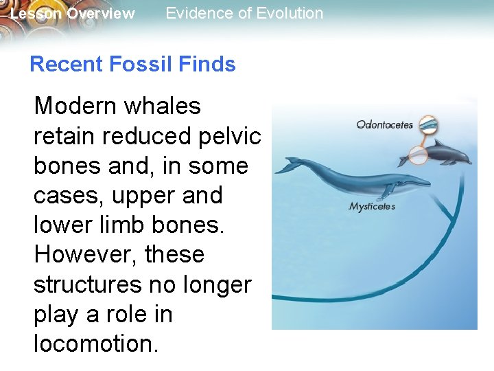 Lesson Overview Evidence of Evolution Recent Fossil Finds Modern whales retain reduced pelvic bones