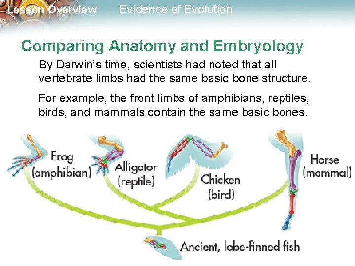 Lesson Overview Evidence of Evolution Comparing Anatomy and Embryology By Darwin’s time, scientists had