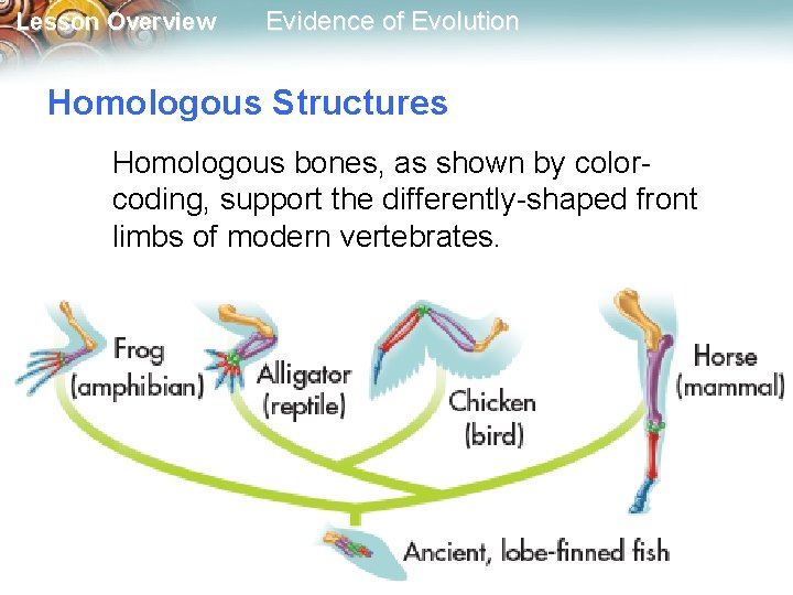 Lesson Overview Evidence of Evolution Homologous Structures Homologous bones, as shown by colorcoding, support