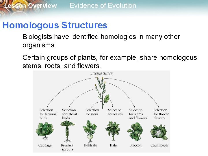 Lesson Overview Evidence of Evolution Homologous Structures Biologists have identified homologies in many other
