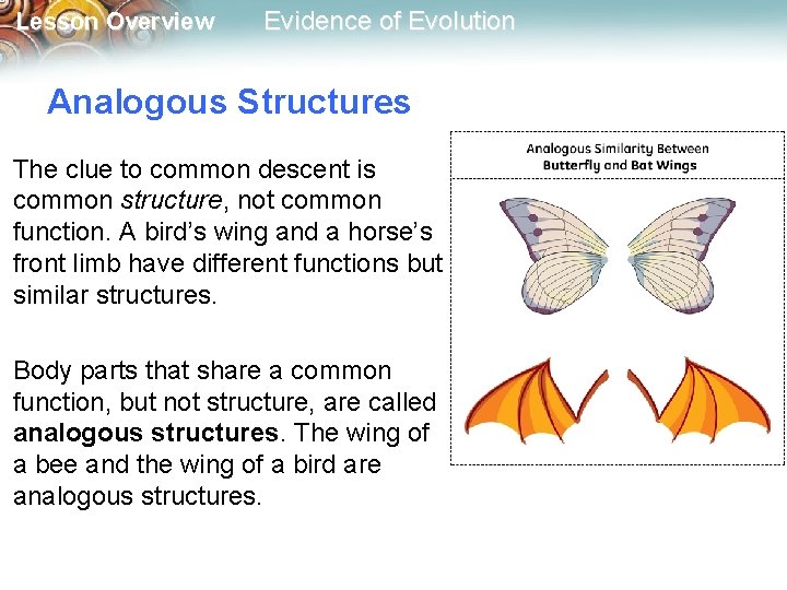 Lesson Overview Evidence of Evolution Analogous Structures The clue to common descent is common