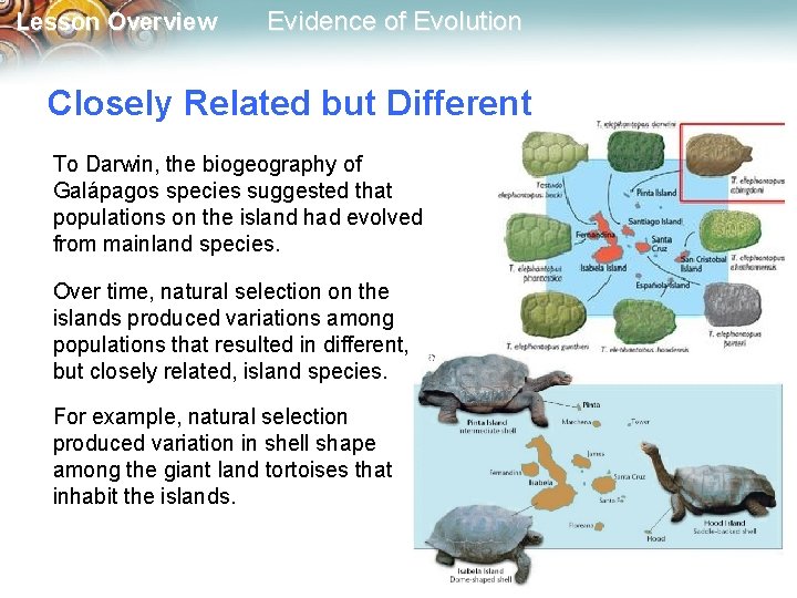 Lesson Overview Evidence of Evolution Closely Related but Different To Darwin, the biogeography of