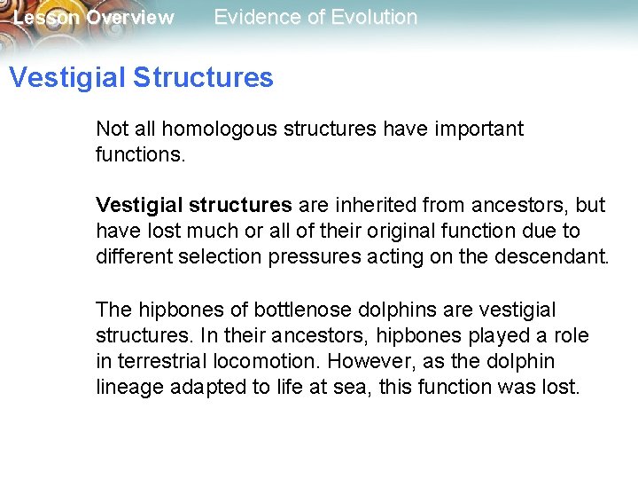Lesson Overview Evidence of Evolution Vestigial Structures Not all homologous structures have important functions.