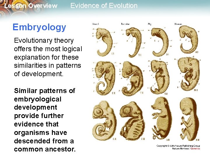 Lesson Overview Evidence of Evolution Embryology Evolutionary theory offers the most logical explanation for