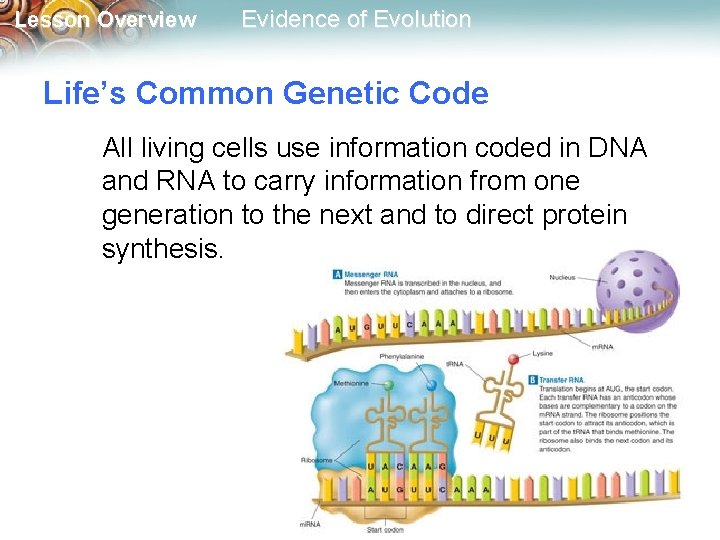 Lesson Overview Evidence of Evolution Life’s Common Genetic Code All living cells use information