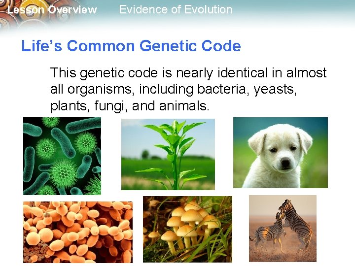 Lesson Overview Evidence of Evolution Life’s Common Genetic Code This genetic code is nearly