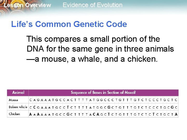 Lesson Overview Evidence of Evolution Life’s Common Genetic Code This compares a small portion