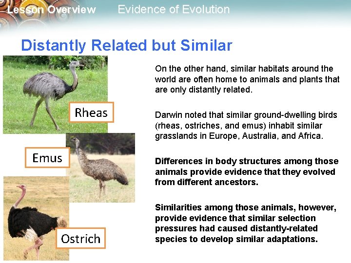 Lesson Overview Evidence of Evolution Distantly Related but Similar On the other hand, similar