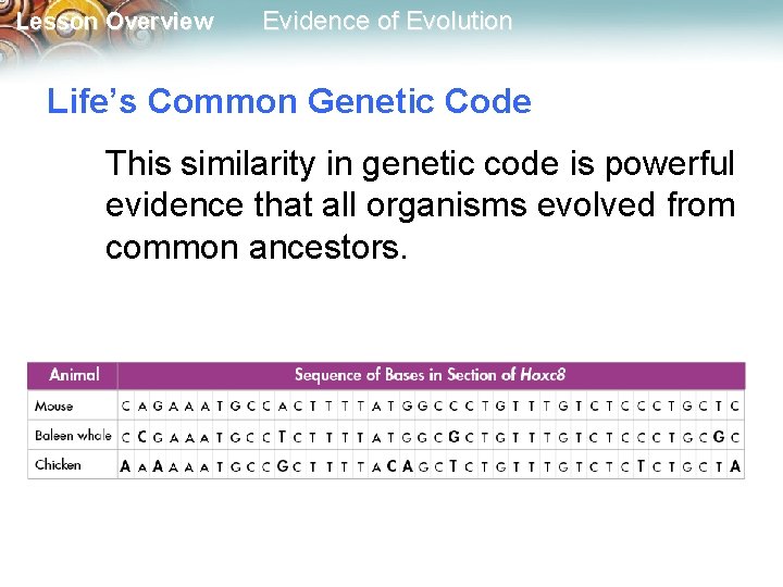 Lesson Overview Evidence of Evolution Life’s Common Genetic Code This similarity in genetic code