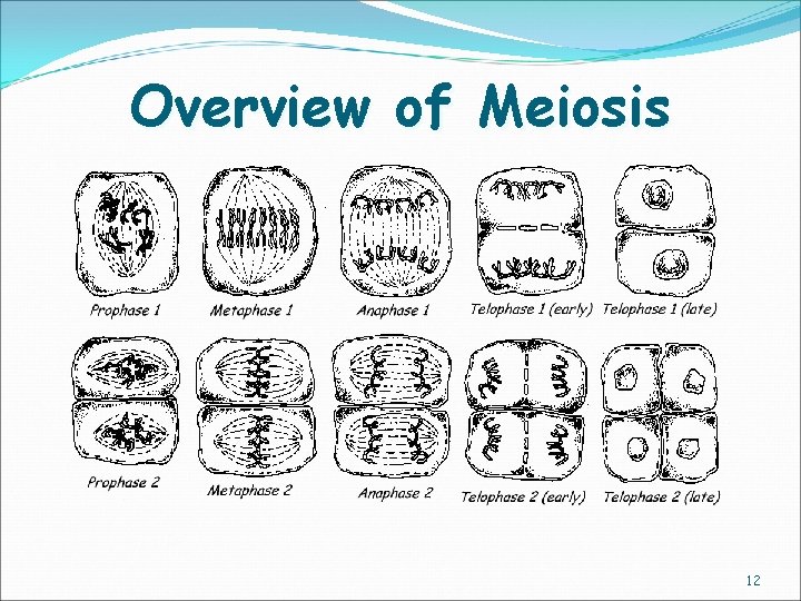 Overview of Meiosis 12 