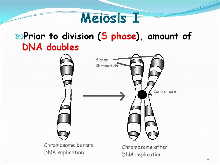 Meiosis I Prior to division (S phase), amount of DNA doubles 4 