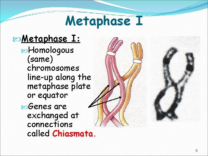 Metaphase I: Homologous (same) chromosomes line-up along the metaphase plate or equator Genes are