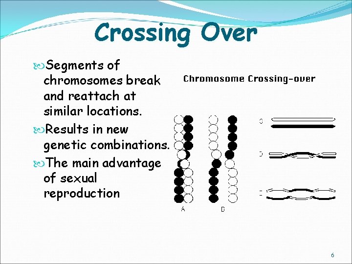 Crossing Over Segments of chromosomes break and reattach at similar locations. Results in new