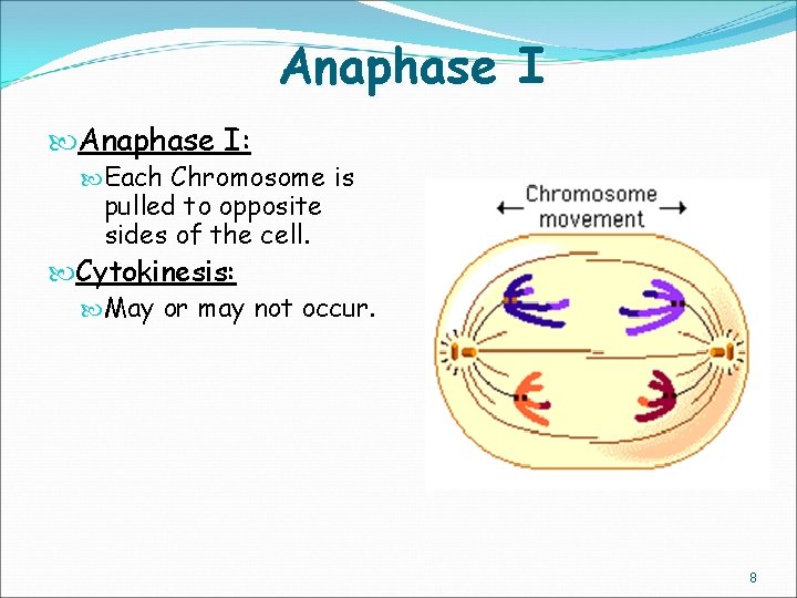 Anaphase I: Each Chromosome is pulled to opposite sides of the cell. Cytokinesis: May