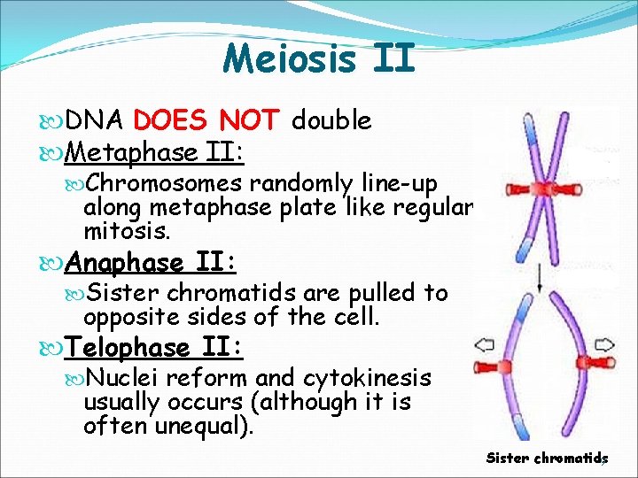 Meiosis II DNA DOES NOT double Metaphase II: Chromosomes randomly line-up along metaphase plate