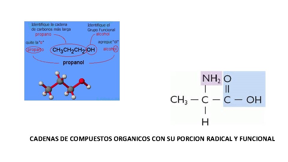 CADENAS DE COMPUESTOS ORGANICOS CON SU PORCION RADICAL Y FUNCIONAL 