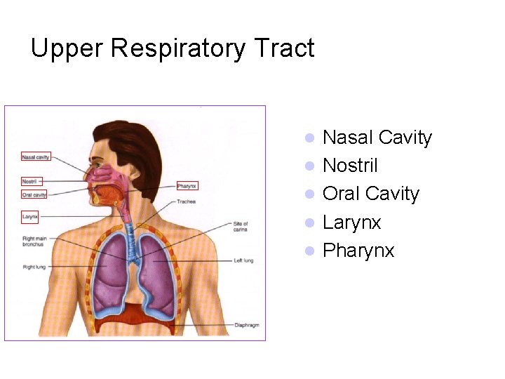 Upper Respiratory Tract l l l Nasal Cavity Nostril Oral Cavity Larynx Pharynx 