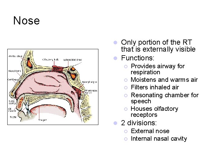 Nose Only portion of the RT that is externally visible l Functions: l ¡