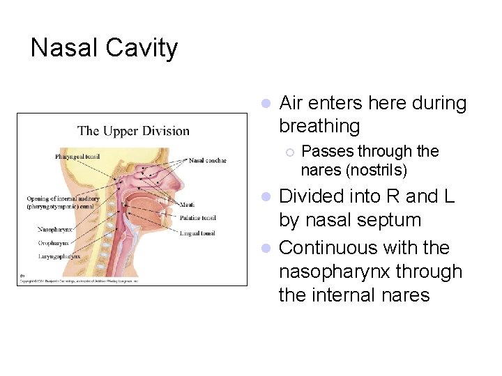 Nasal Cavity l Air enters here during breathing ¡ Passes through the nares (nostrils)