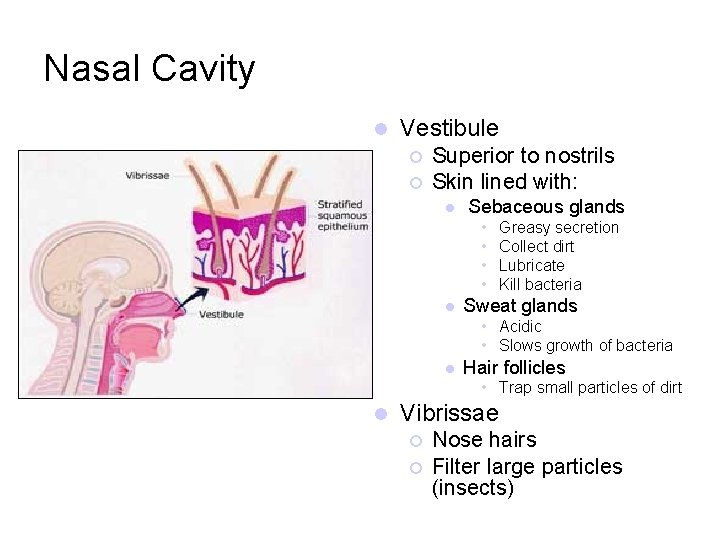 Nasal Cavity l Vestibule ¡ ¡ Superior to nostrils Skin lined with: l Sebaceous