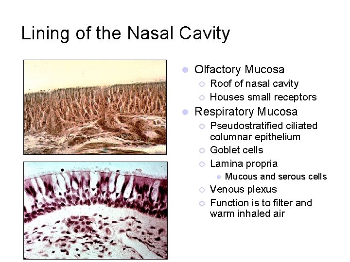 Lining of the Nasal Cavity l Olfactory Mucosa ¡ ¡ l Roof of nasal