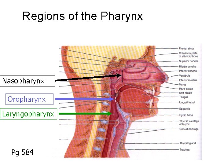 Regions of the Pharynx Nasopharynx Oropharynx Laryngopharynx Pg 584 