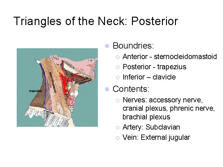 Triangles of the Neck: Posterior l Boundries: ¡ ¡ ¡ l Anterior - sternocleidomastoid