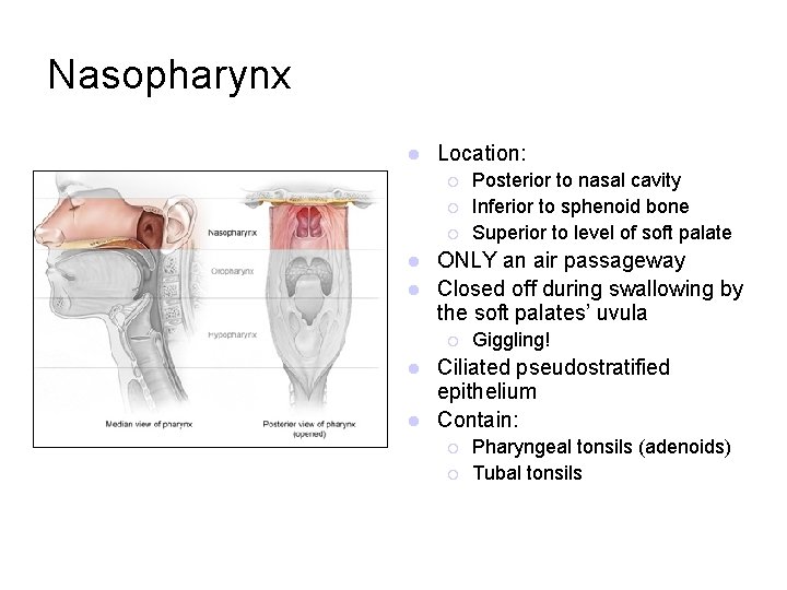Nasopharynx l Location: ¡ ¡ ¡ Posterior to nasal cavity Inferior to sphenoid bone