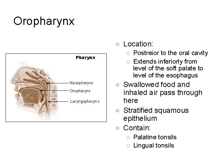 Oropharynx l Location: ¡ ¡ Postreior to the oral cavity Extends inferiorly from level