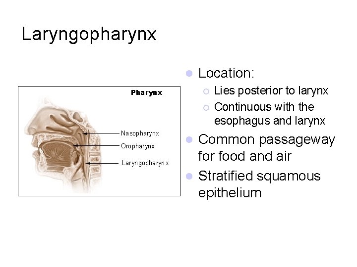 Laryngopharynx l Location: ¡ ¡ Lies posterior to larynx Continuous with the esophagus and