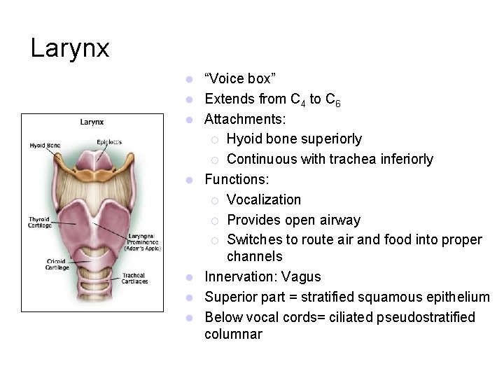 Larynx l l l l “Voice box” Extends from C 4 to C 6