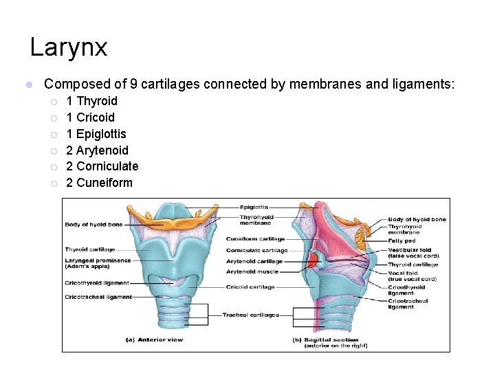 Larynx l Composed of 9 cartilages connected by membranes and ligaments: ¡ ¡ ¡