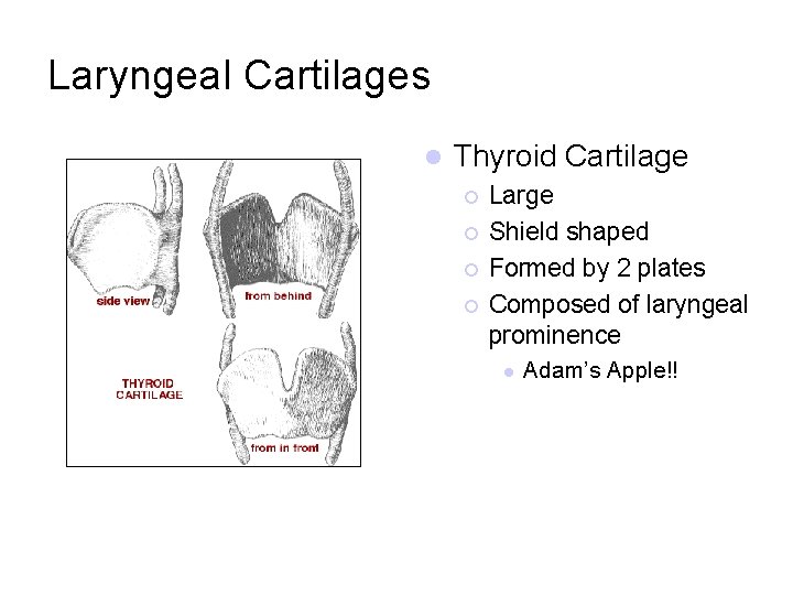 Laryngeal Cartilages l Thyroid Cartilage ¡ ¡ Large Shield shaped Formed by 2 plates