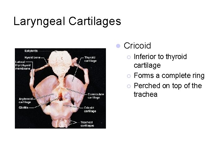 Laryngeal Cartilages l Cricoid ¡ ¡ ¡ Inferior to thyroid cartilage Forms a complete