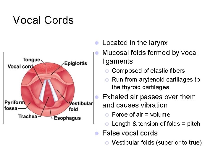 Vocal Cords Located in the larynx l Mucosal folds formed by vocal ligaments l