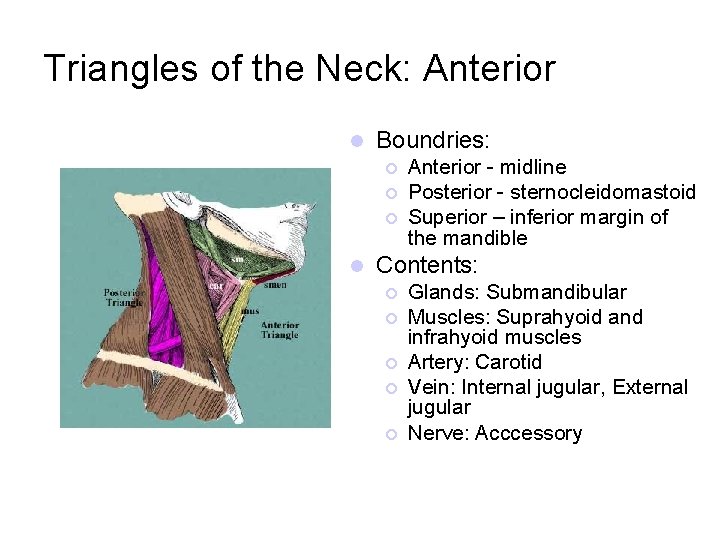 Triangles of the Neck: Anterior l Boundries: ¡ ¡ ¡ l Anterior - midline