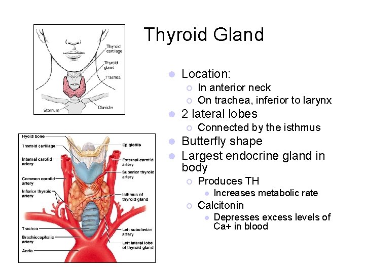 Thyroid Gland l Location: ¡ ¡ l 2 lateral lobes ¡ l l In